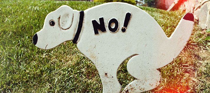 no chien